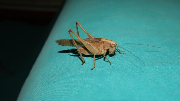 katydid
