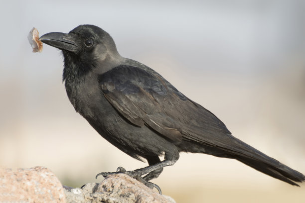 raven