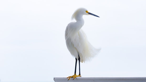 egret