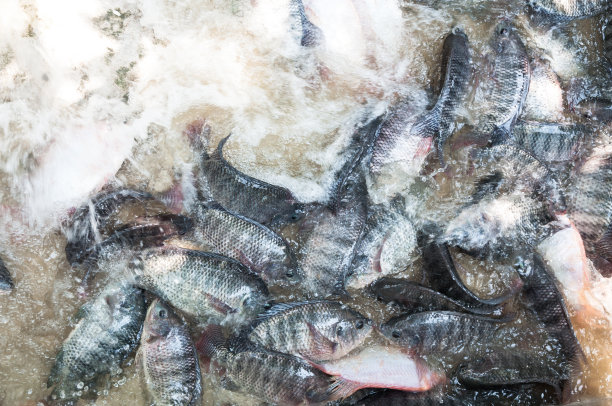 tilapia