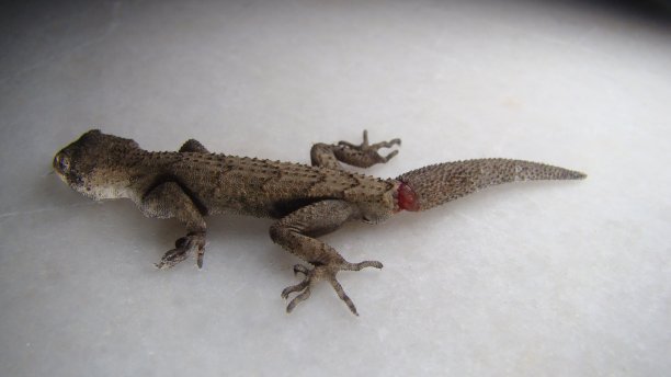 phelsuma