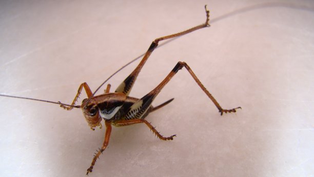 katydid