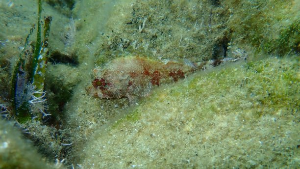 pterois