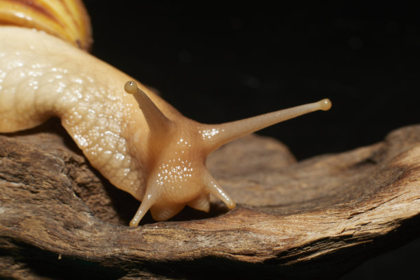 gastropod