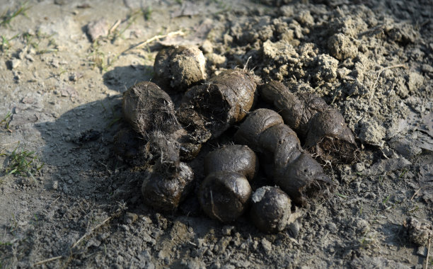 poo