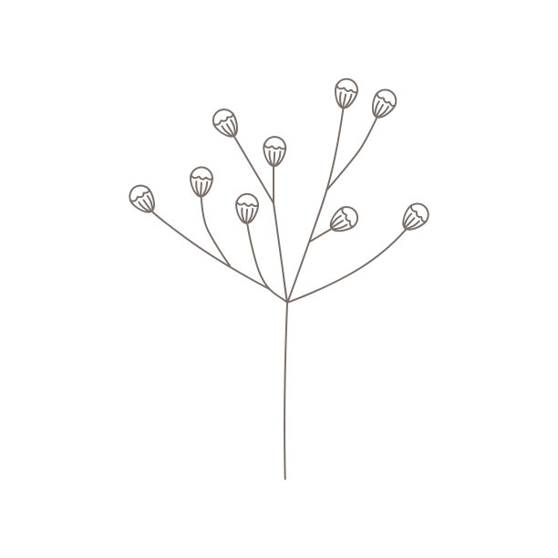 叶子,植物学,枝