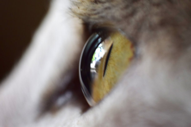 stare