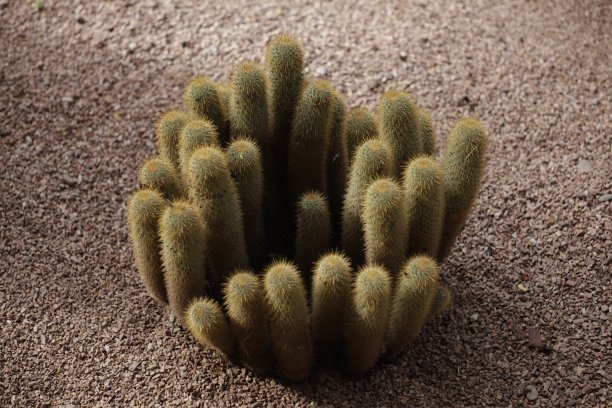 cholla