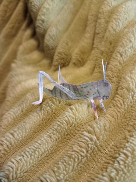 katydid