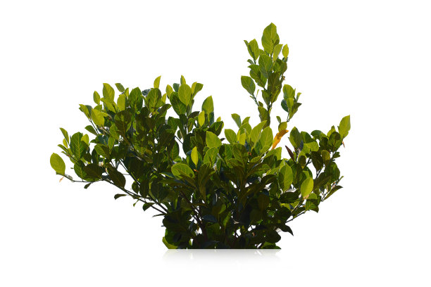 shrub