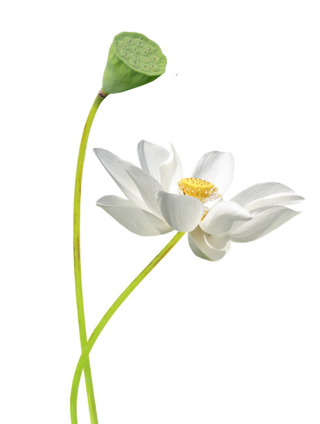 豆荚,花,花簇