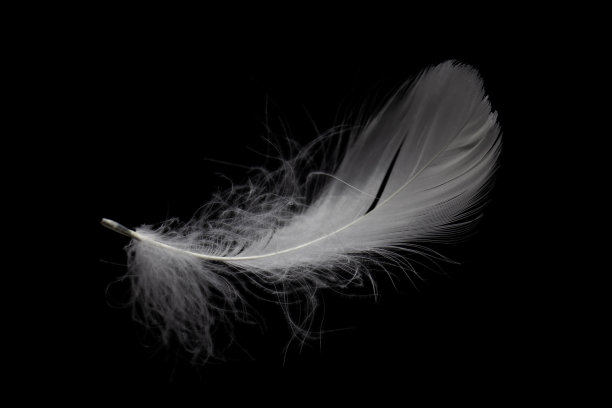 feathers