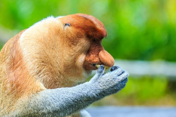 borneo