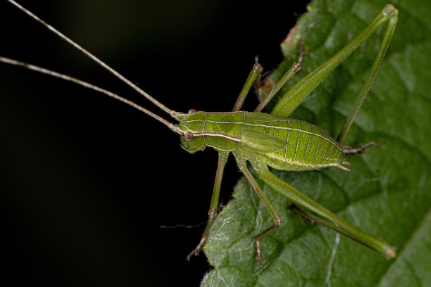 katydid