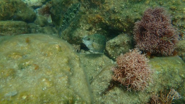 rabbitfish