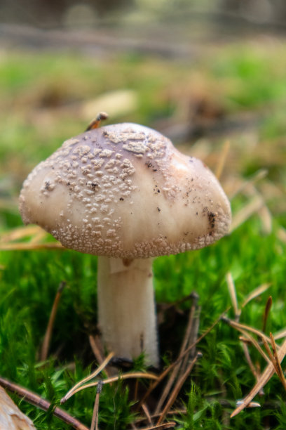 agaric