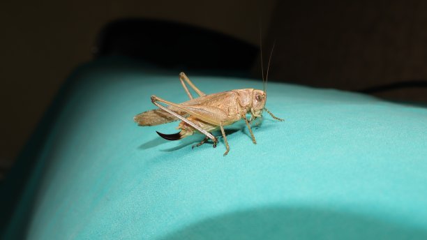 katydid