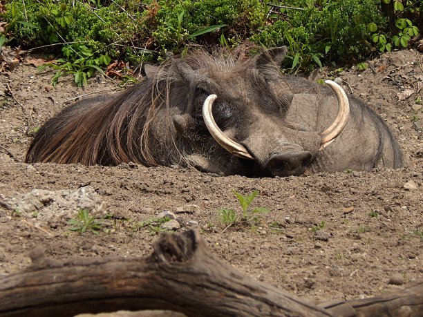 phacochoerus