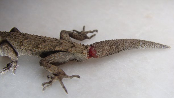phelsuma