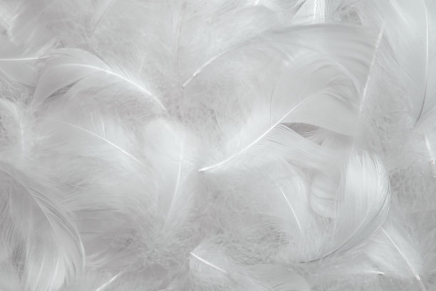 plumage