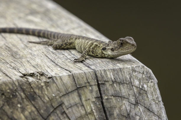 physignathus