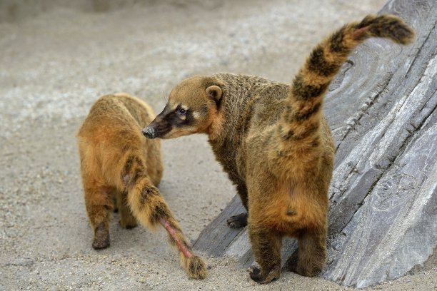 coatimundi