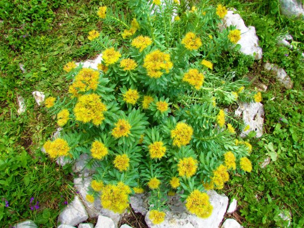 rhodiola