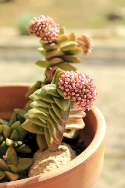 crassula