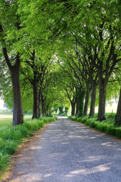 avenue