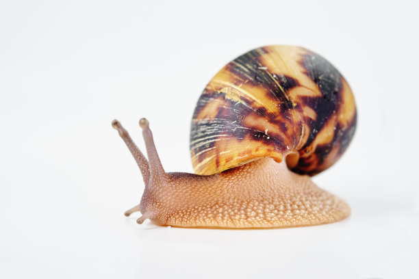 snail