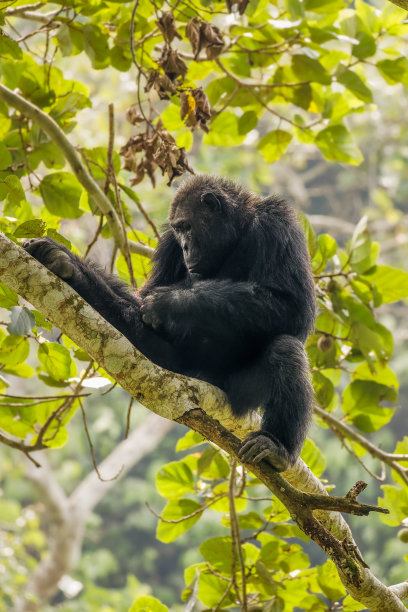 ape