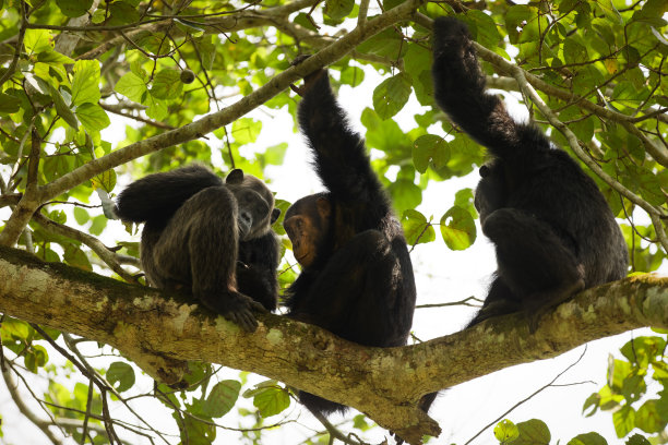 ape