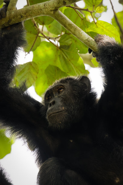 ape