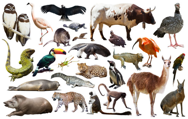 zoology