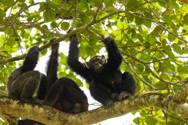 ape