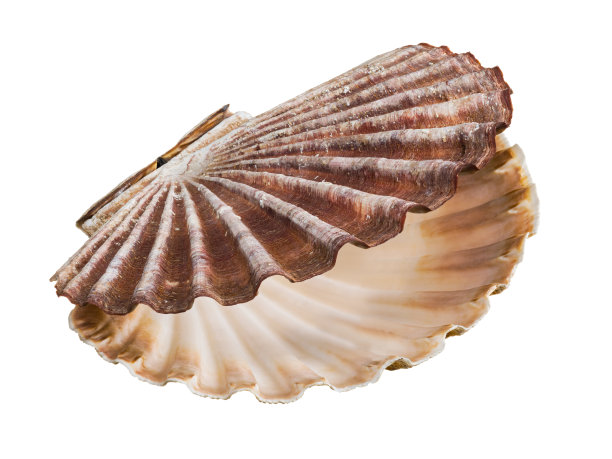 conch