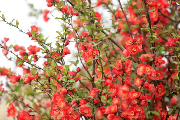 chaenomeles