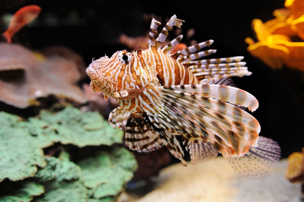 lionfish