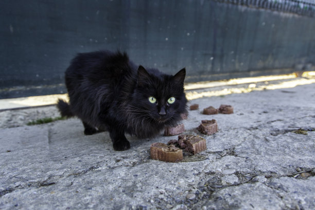 stray