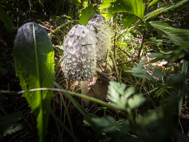 coprinus