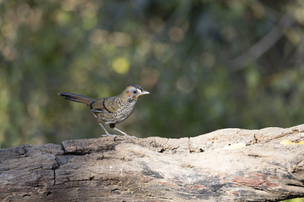 laughingthrush