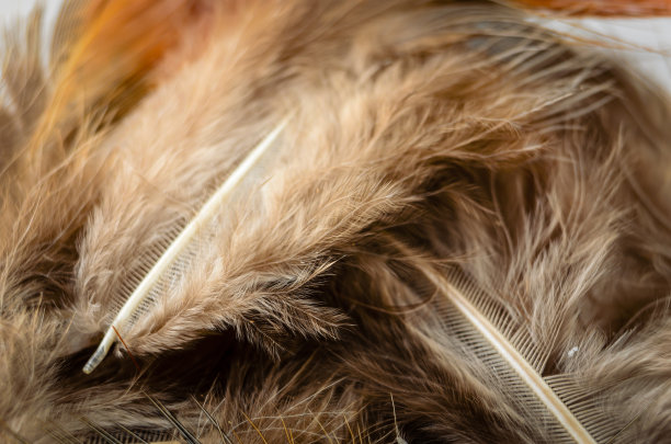 plumage