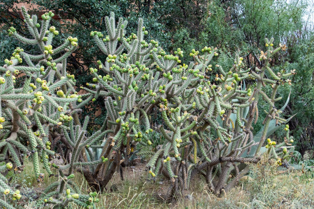 cholla