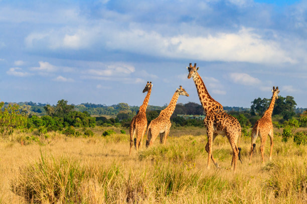 tanzania