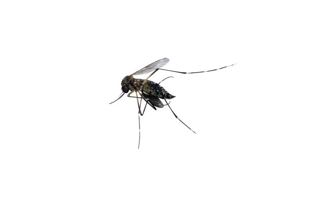 mosquito