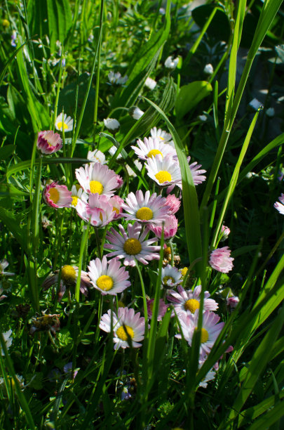 pyrethrum