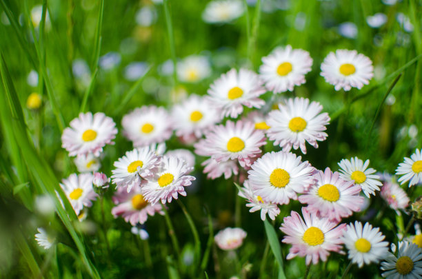 pyrethrum