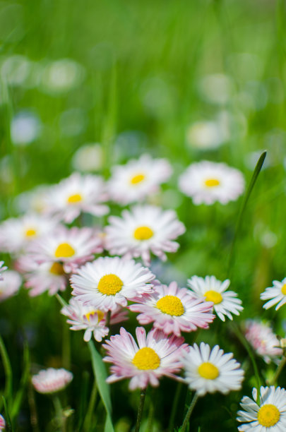 pyrethrum