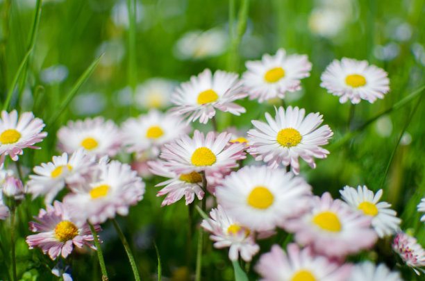 pyrethrum