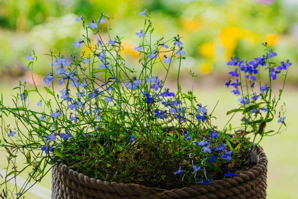 lobelia